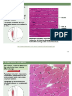 04c Muscle Nervous Tissues Charts