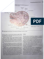 Reproductive System Text pt2