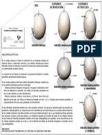 Indicatrices Opticas PDF