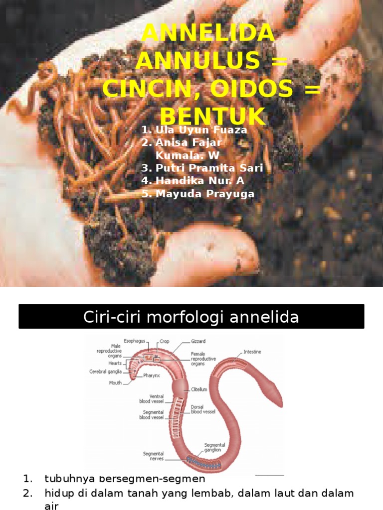 Annelida | PDF | Sains & Matematika
