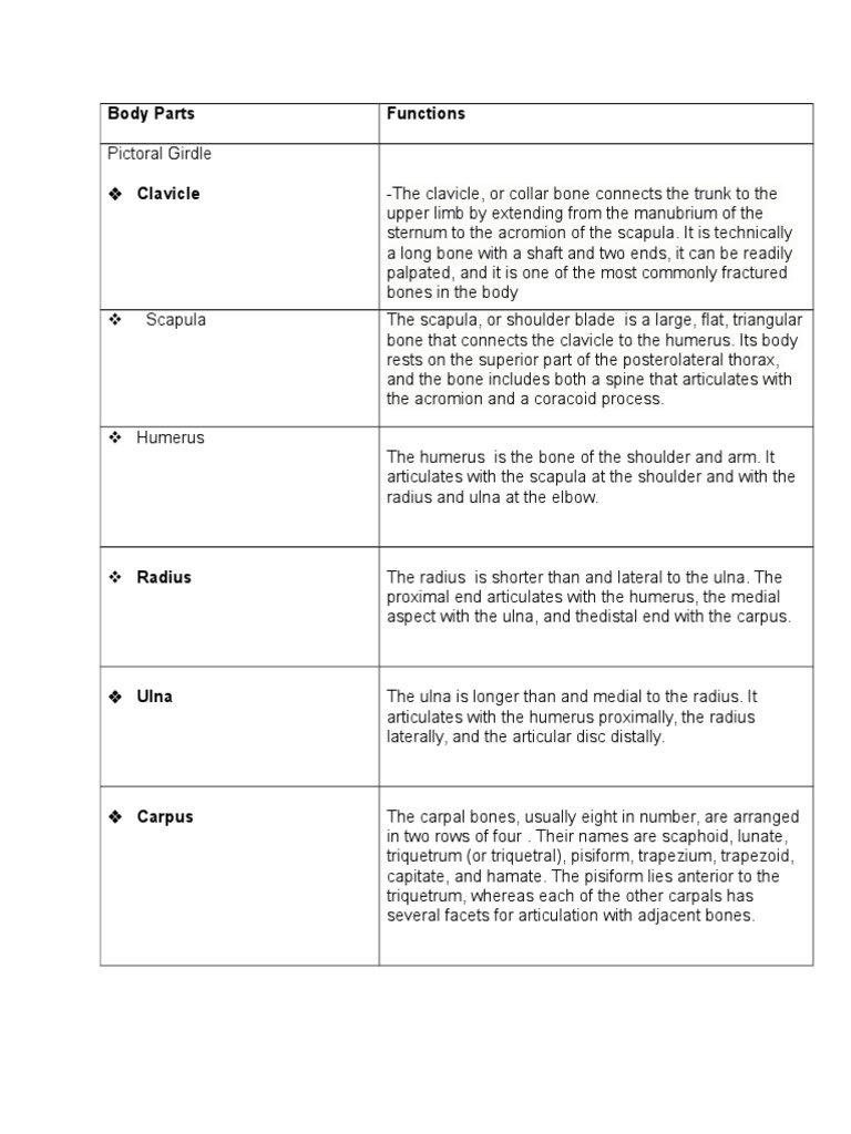 Body Parts Functions | Download Free PDF | Arm | Pelvis