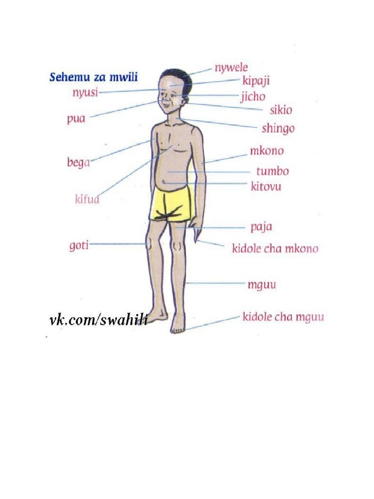 Sehemu Za Mwili PDF