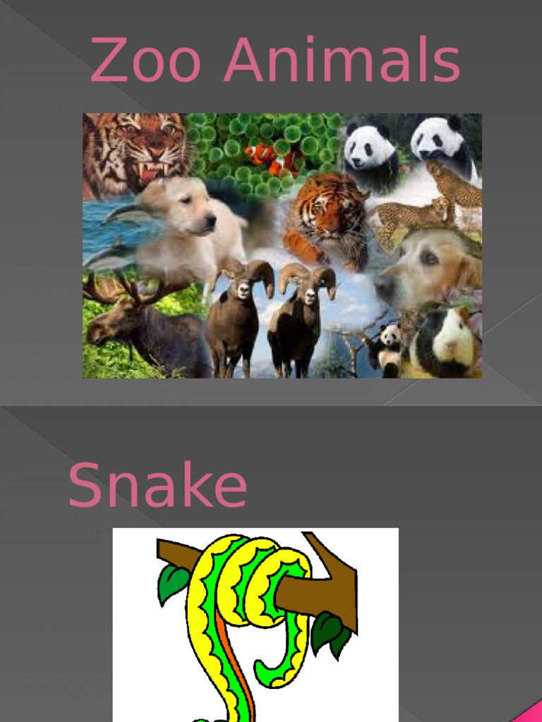 50-zoo-animals-these-zoo-animals-know-how-to-have-fun-veh-ev-global