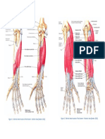 Musculature of The Forearm