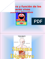 Función y procesos del sistema digestivo humano