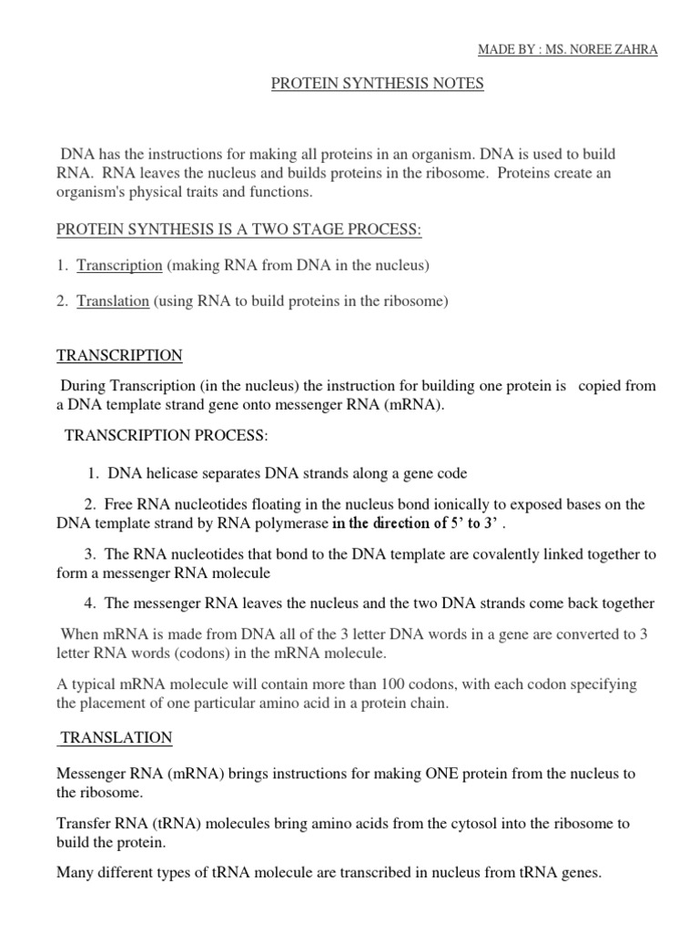 Protein Synthesis Notes Rna Translation (Biology)
