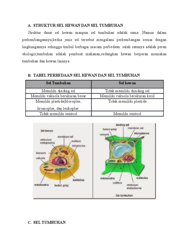 90 Koleksi Gambar Sel Hewan Dan Tumbuhan Ukuran Besar HD Terbaru
