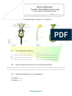 Como as plantas produzem seu próprio alimento