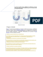 La Ósmosis