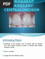 Maxillary Central Incisor Carving Guide | PDF | Tooth | Mouth