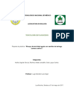 Reporte de Tratamiento de Semillas de Lechuga Con Biofermento