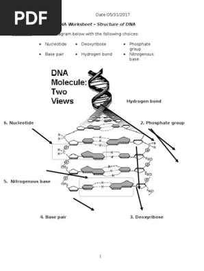 Dna Structure Worksheet Answer - Carinewbi