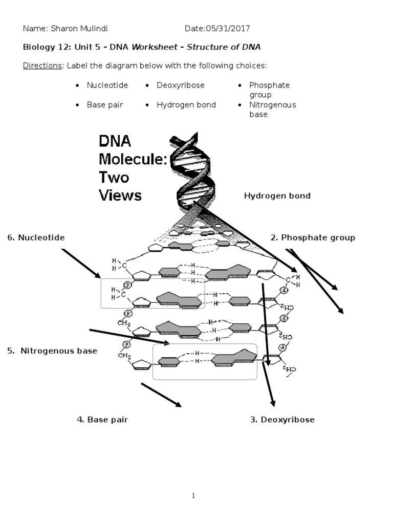 DNA Structure and Nucleotide Worksheet | PDF | Nucleotides | Base Pair