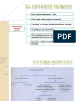 Neuro Anatomia