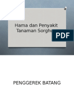 Hama Dan Penyakit Tanaman Sorghum