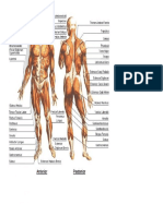 Human Anatomy Muscles