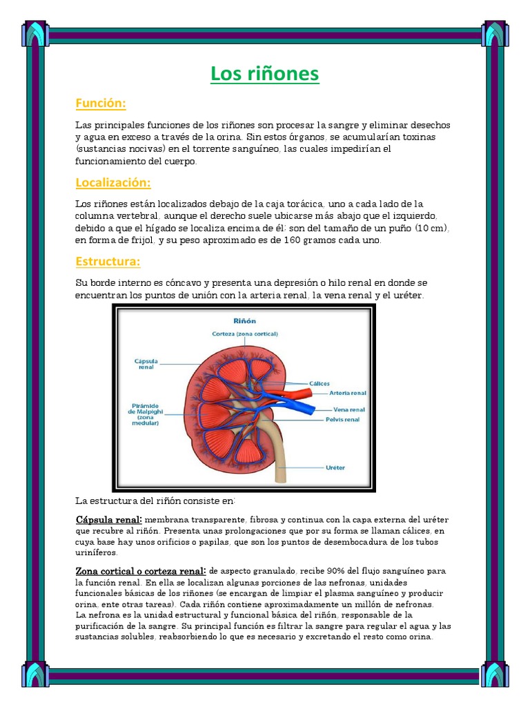 El Riñon | PDF | Riñón | Anatomía