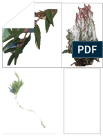 Fotos de Plantas Para Catálogo
