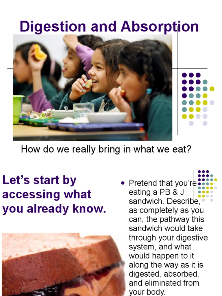 Human Digestive System Overview | PDF | Digestion | Stomach