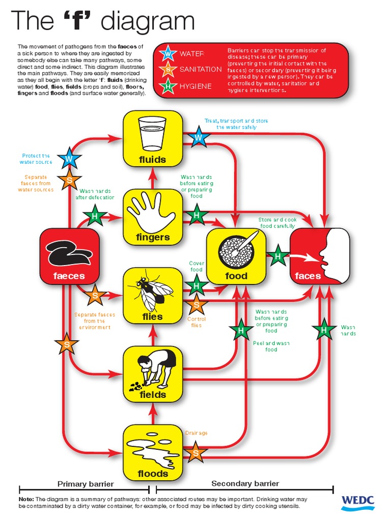 The 'f' diagram: how pathogens spread from faeces | PDF | Hygiene | Wash