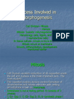 2 Process Involved in Morphogenesis Lecture 2