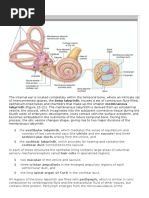 Internal Ear: Labyrinth (Figure 23-21) - The Membranous Labyrinth Is Derived From An Ectodermal