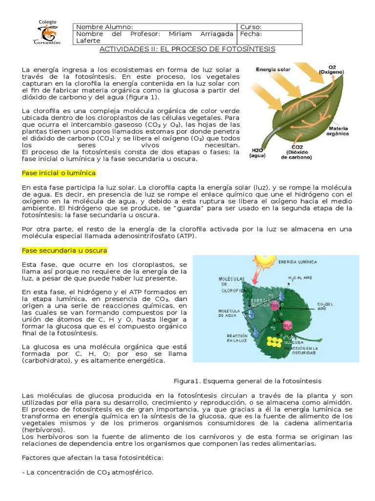 Actividades sobre el Proceso de Fotosíntesis | PDF | Fotosíntesis ...