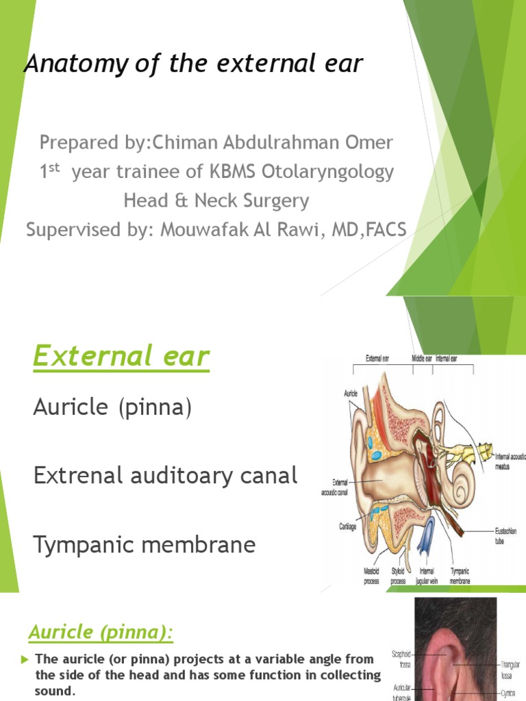 Anatomy of The External Ear | PDF | Ear | Human Head And Neck