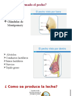 Cómo Esta Formado El Pecho PRIS 1