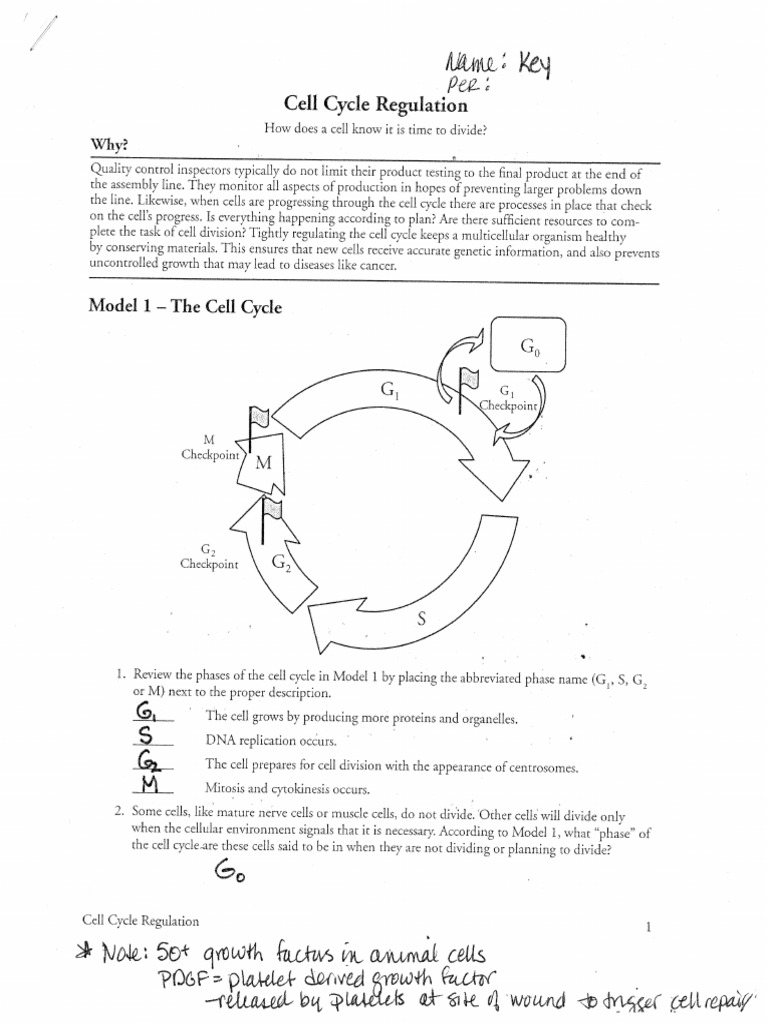 cell cycle regulation POGIIL answers.pdf