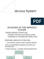 The Nervous System a Basic Overview