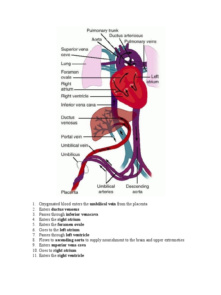 Fetal Circulation