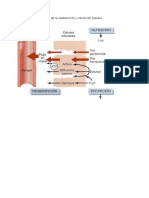 Tema renal