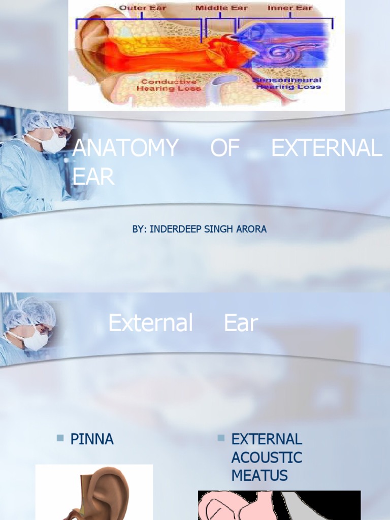 Anatomy of External Ear | Download Free PDF | Ear | Human Nose