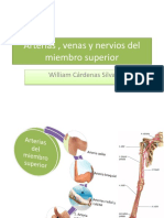 Arterias y nervios del miembro superior