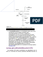 Anclaje Glicosilfosfatidilinositol (GPI)