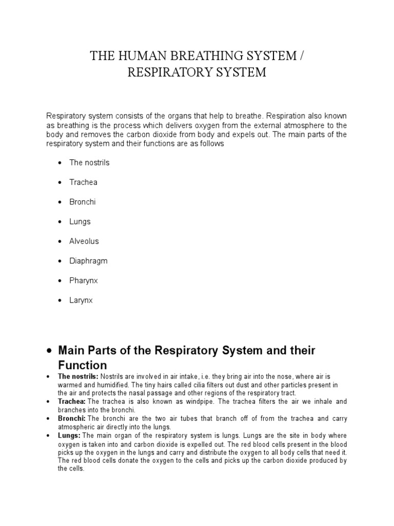 The Human Breathing System PDF Respiratory System Lung