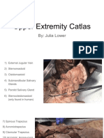 Upper Extremity Catlas
