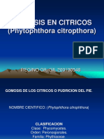 GOMOSIS en CITRICOS (Phytophthora Citropthora)