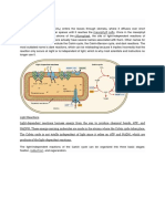 Calvin Cycle