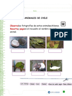 Guia Animales Del Chile Unidad 2 Ciencias