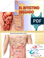 Diapositivas Del Intestino Delgado