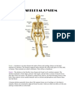 The Skeletal System