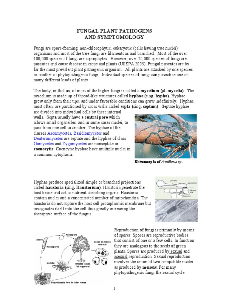 FungalPlantPathogens 002 PDF | PDF | Fungus | Plants