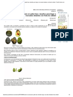 Control de La Antracnosis en Palta Hass - Desafíos para Llegar A Mercados Distantes Con Fruta de Calidad - PortalFruticola