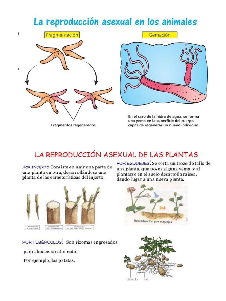 Reproduccion Sexual y Asexual | PDF