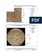 Tabel1.Hasil Pengamatan Akar Batang Daun