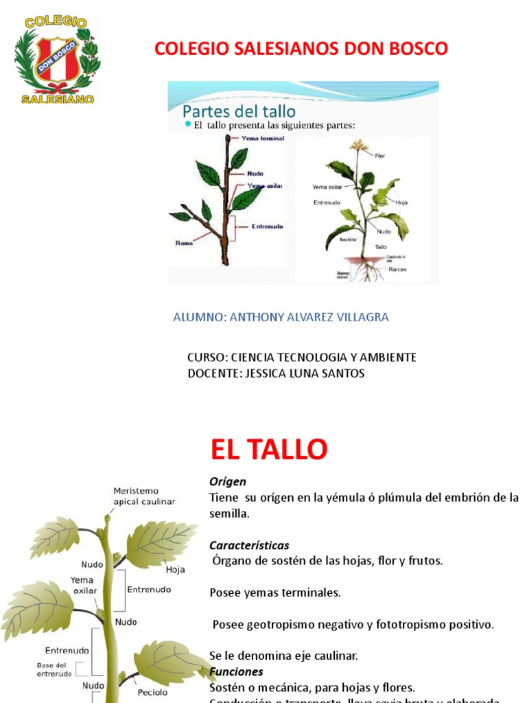 Funciones y características del tallo | PDF | Tallo de la planta | Hoja