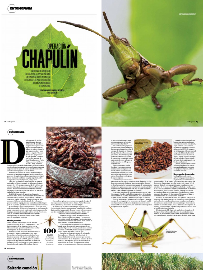 Chapulines: Nutrición y Ciclo de Vida | PDF | Insectos | Alimentos