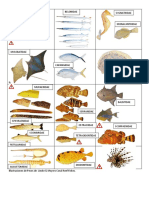 Fish and Inverts of Utila